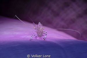 juvenile shrimp on anemone by Volker Lonz 